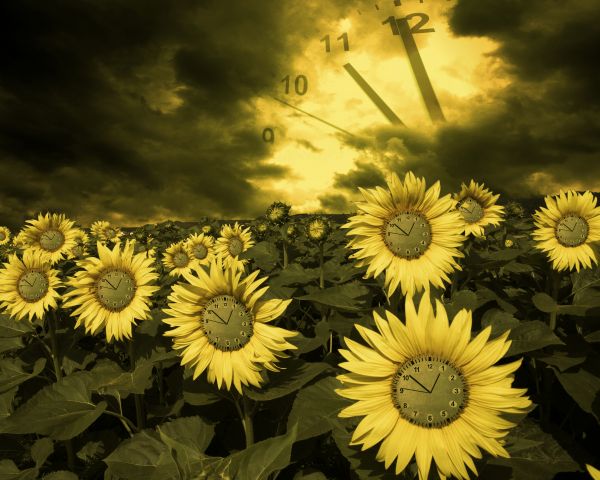 Sunflowers